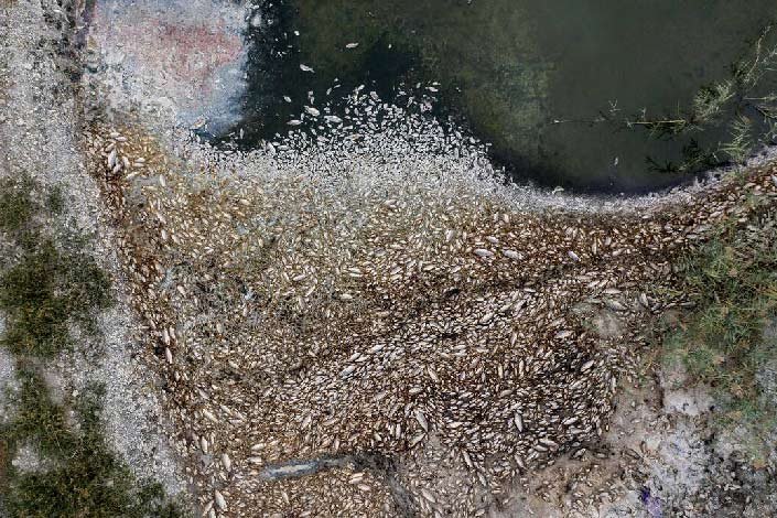 Οικολογική καταστροφή: Χιλιάδες νεκρά ψάρια στις όχθες της Κορώνειας