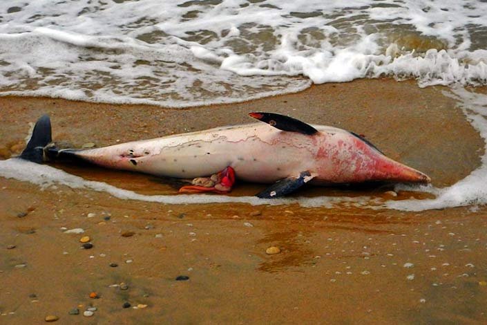 Νεκρό δελφίνι στη Θάσο - πιθανότητα δολοφονίας