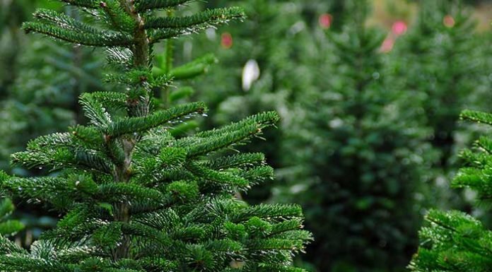 Χριστουγεννιάτικο Δέντρο Ανακύκλωση