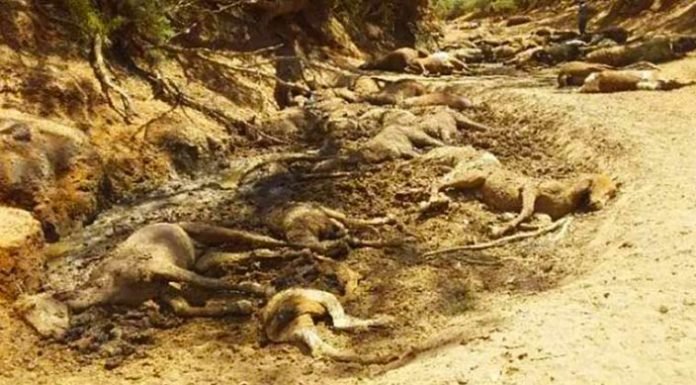 Νεκρά Άλογα στην Αυστραλία λόγω καύσωνα