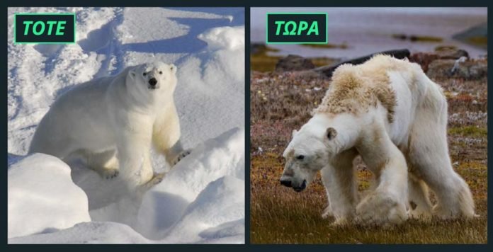 Δεξια-Πολική-Αρκούδα-somerset-λίγο-πριν-ξεψυχήσει