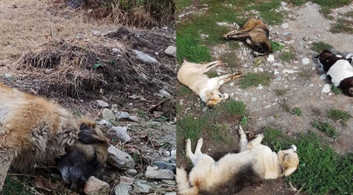 Νεκρά περισσότερα από 50 σκυλιά στη Φλώρινα