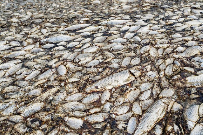 Οικολογική καταστροφή: Χιλιάδες νεκρά ψάρια στις όχθες της Κορώνειας