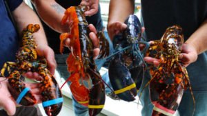 Εξαιρετικά σπάνιο αστακό έπιασε ψαράς στις ΗΠΑ