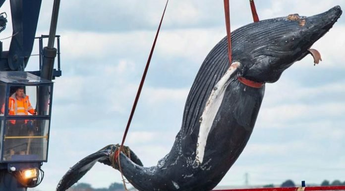 Νεκρή Φάλαινα στον ποταμό Τάμεση του Λονδίνου