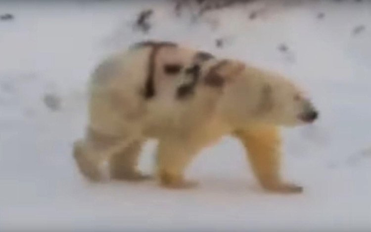 Έγραψαν με σπρέι σε πολική αρκούδα στη Ρωσία
