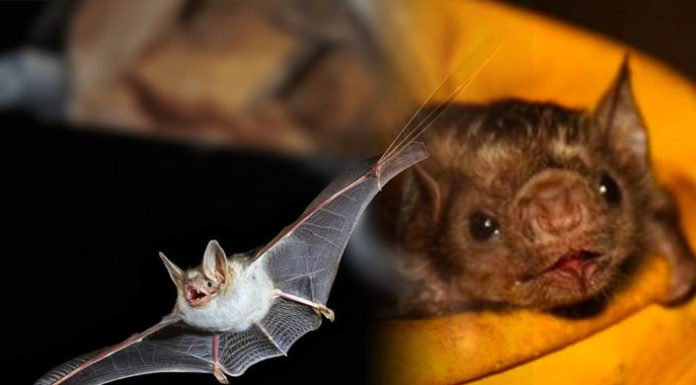 Δολοφονία νυχτερίδων στο Περού - κορονοϊός
