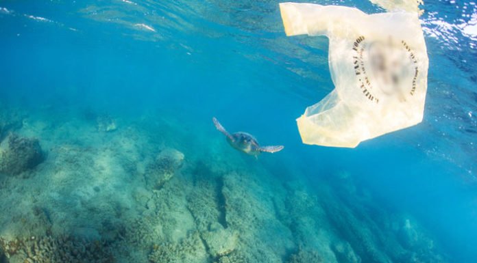 Περιβαλλοντικές οργανώσεις : Το Υπουργείο Περιβάλλοντος δεν αντιμετωπίζει σωστά τις πλαστικές σακούλες