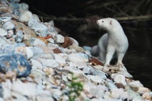 (Εικόνες) Μινκ εντοπίστηκε στον Ποταμό Κηφισό