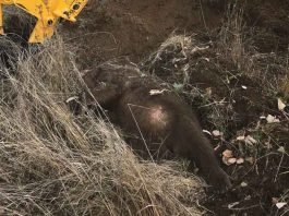 Ατύχημα με νεκρή νεαρή αρκούδα στη Φλώρινα
