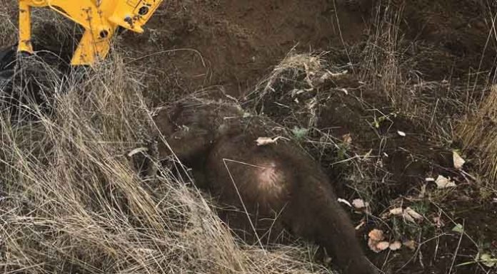 Ατύχημα με νεκρή νεαρή αρκούδα στη Φλώρινα