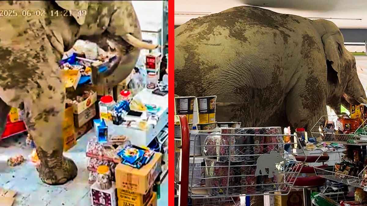 Βίντεο - Ελέφαντας εισβάλλει σε μινι μάρκετ της Ταϊλάνδης